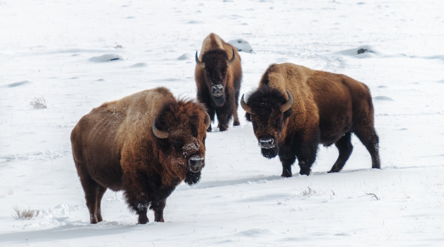 Las Vegas in - Yellowstone - San Francisco 10Days Tour